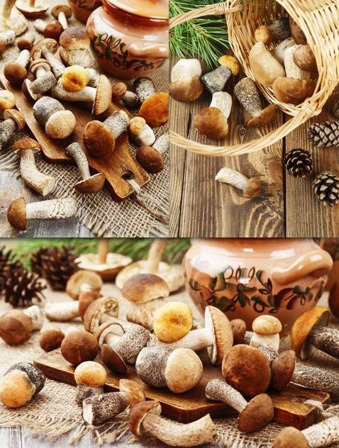 Лесные грибочки и шишки - картинки - подосиновики, белые, маслята