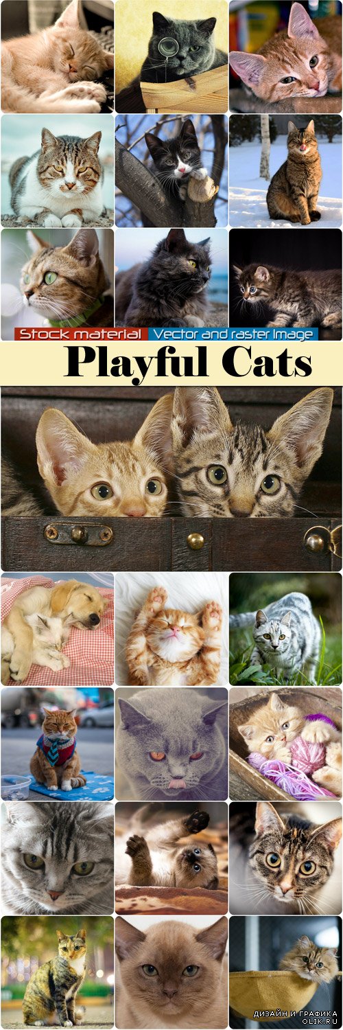 Милые игривые кошки и котята