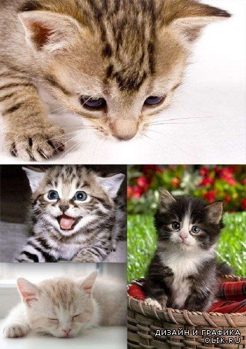 Милые котята (подборка фотографий)