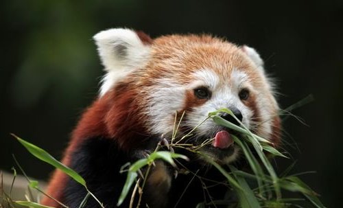 Красная панда - картинки на рабочий стол