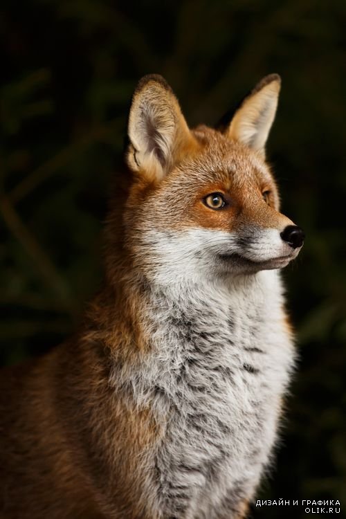 Животные и природа – Волк и рыжая лиса