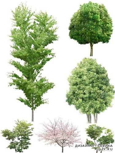 Большая подборка деревьев на прозрачном фоне (часть первая)