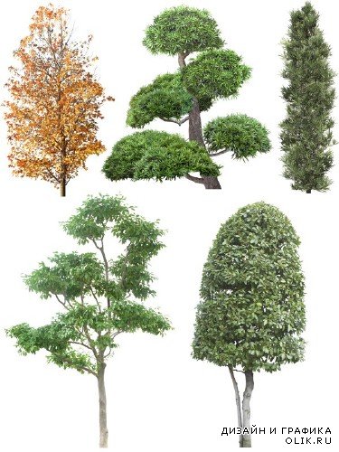 Большая подборка деревьев на прозрачном фоне (часть вторая)