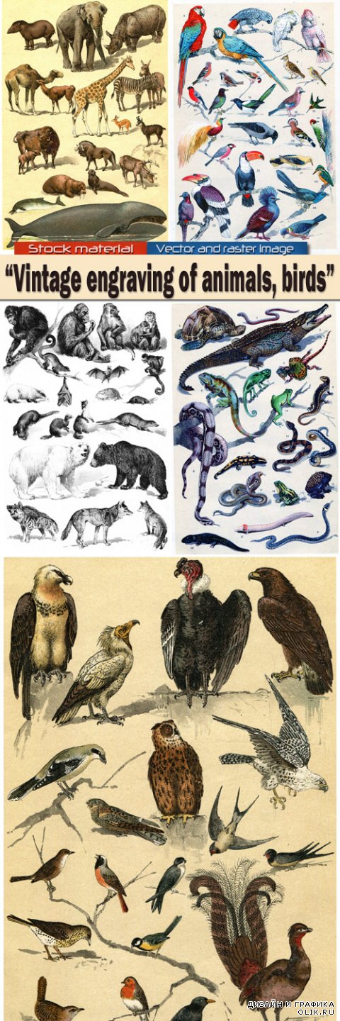 Старинная гравюра животных и птиц
