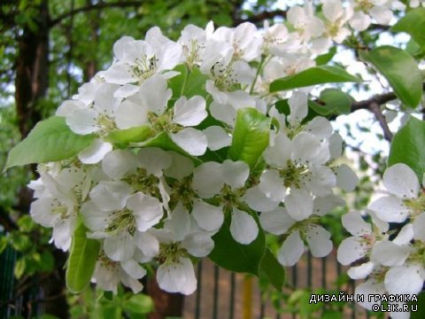 Деревья и ветки - весеннее цветение (подборка)
