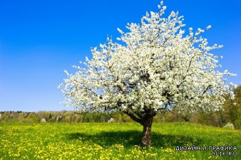 Деревья и ветки - весеннее цветение (подборка)