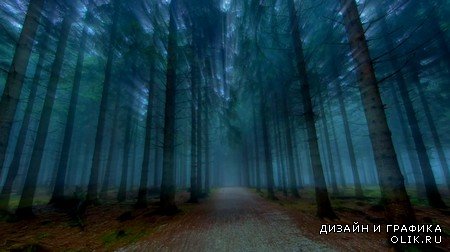 Футаж - Лучи света в лесу