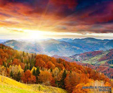 Осенние картинки - желтые деревья, природа, лес - ароматы осеннего леса