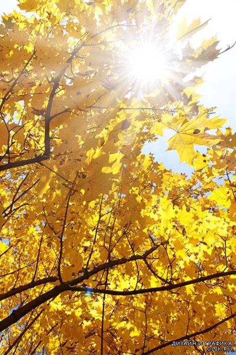 Осенние картинки - желтые деревья, природа, лес - ароматы осеннего леса