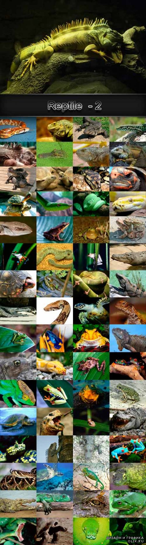 Reptile raster graphics - 2