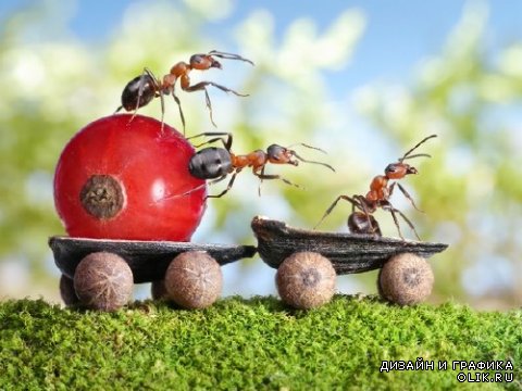 Трудолюбивые муравьи (подборка изображений)