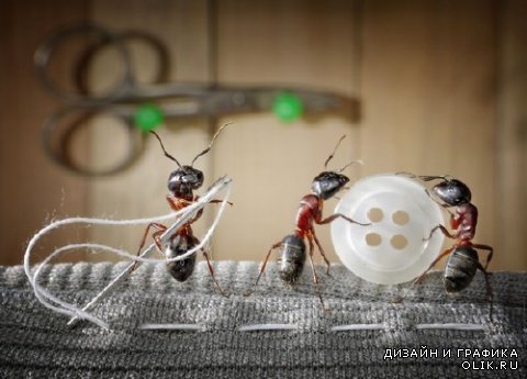Трудолюбивые муравьи (подборка изображений)