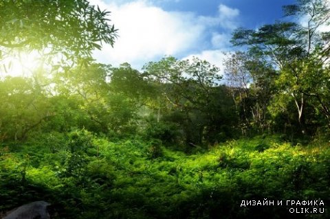 Непроходимые джунгли и тропические леса (подборка изображений)