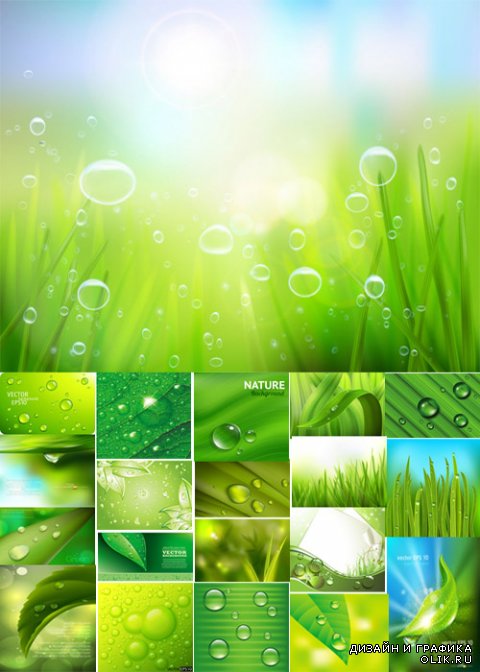 Vector of green grass and raindrops