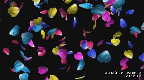 Футаж Разноцветные лепестки роз / Colored Petails