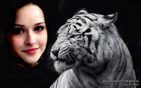 Рамка для фотошоп - Свирепый белый тигр