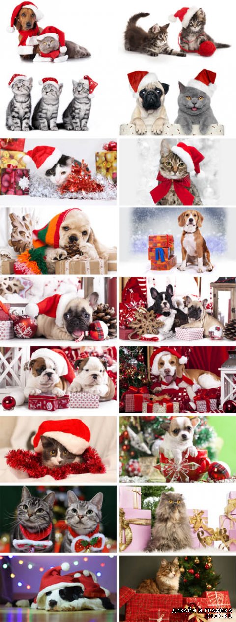 Картинки - животные в рождественских нарядах санта клауса