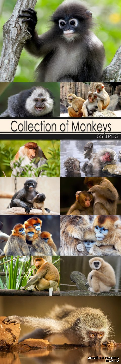 Collection of Monkeys