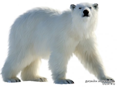 Белые медведи на прозрачном фоне