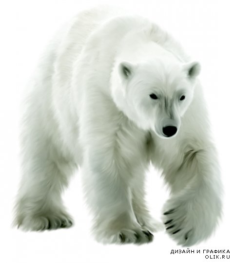 Белые медведи на прозрачном фоне