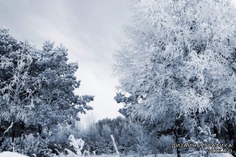 Зимние лесные фото - пейзажи