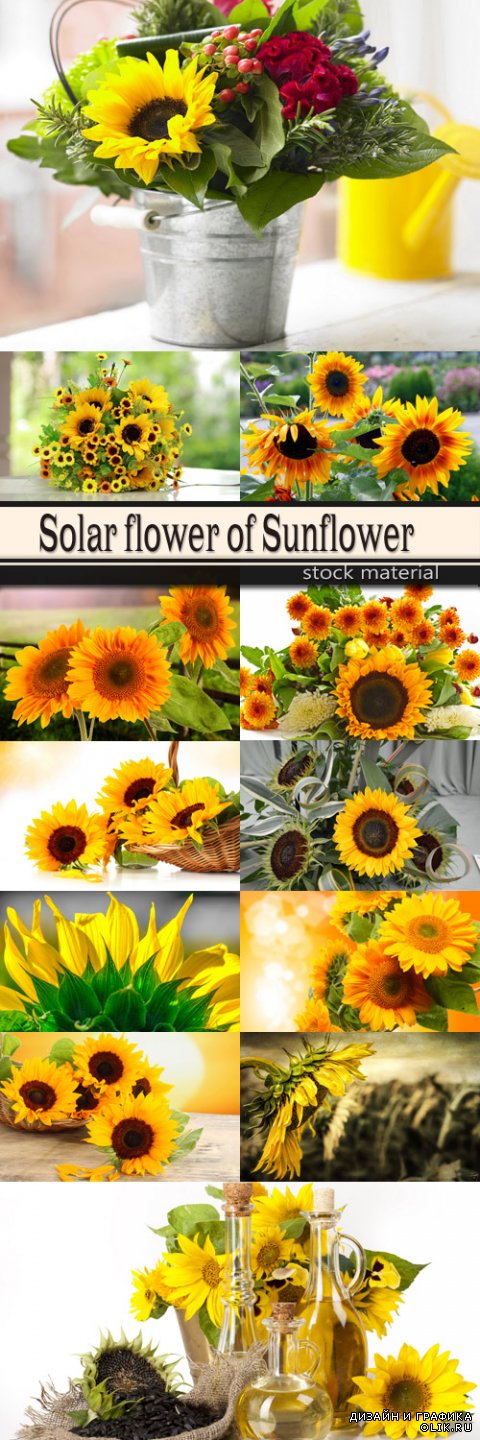 Solar flower of Sunflower