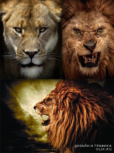 Львы, львицы и львята (подборка хищников)