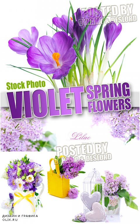 Фиолетовые весенние цветы - Растровый клипарт