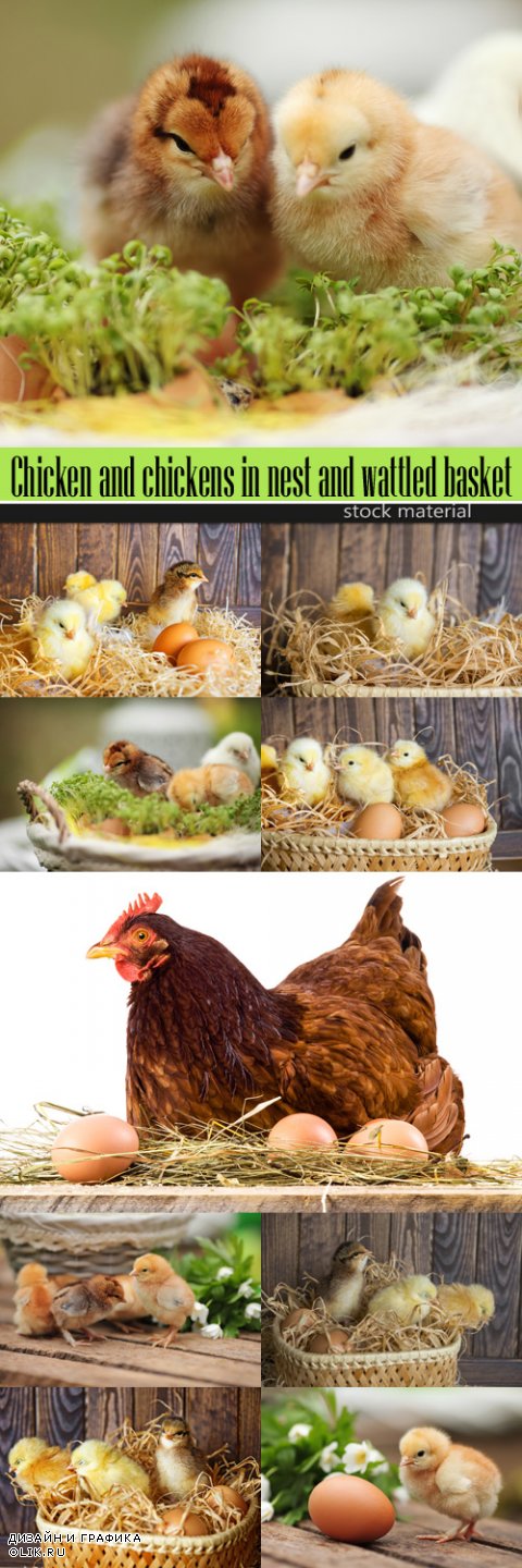 Chicken and chickens in nest and wattled basket