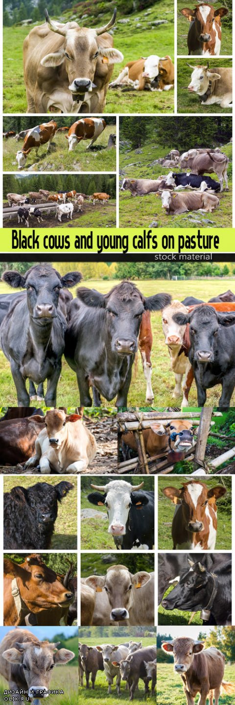 Black cows and young calfs on pasture