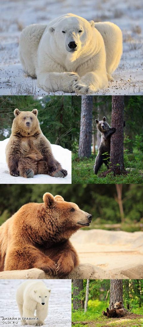 Растровый клипарт - Медведь