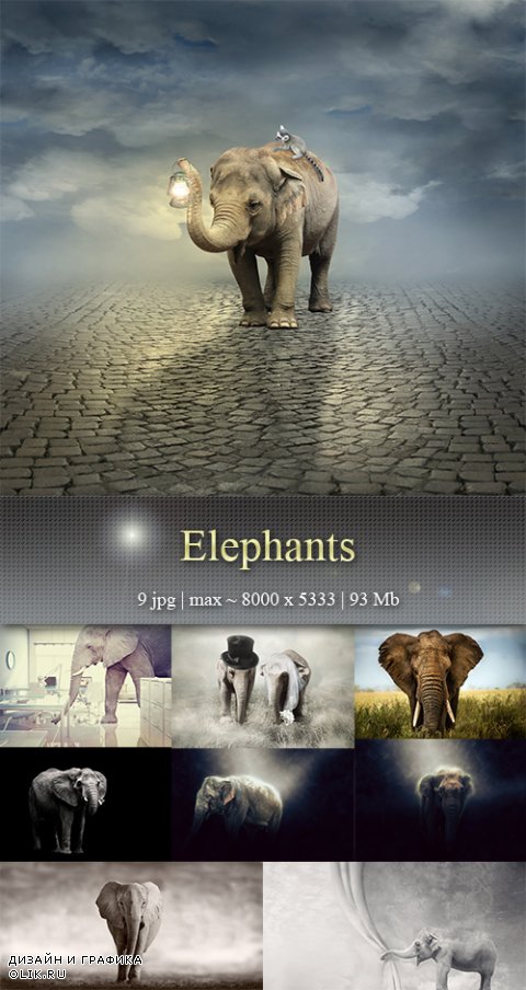 Слоны – Elephants