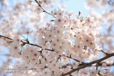 Цветущая вишня и сакура (подборка изображений)