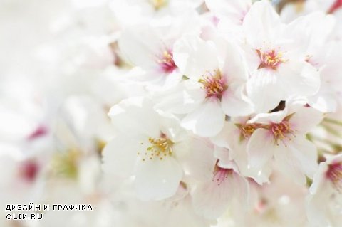 Цветущая вишня и сакура (подборка изображений)