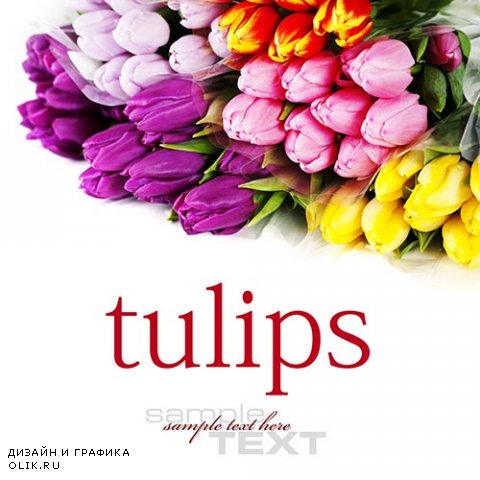 Растровый клипарт - Тюльпаны 4