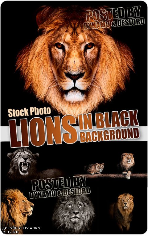 Львы на черном фоне - Растровый клипарт