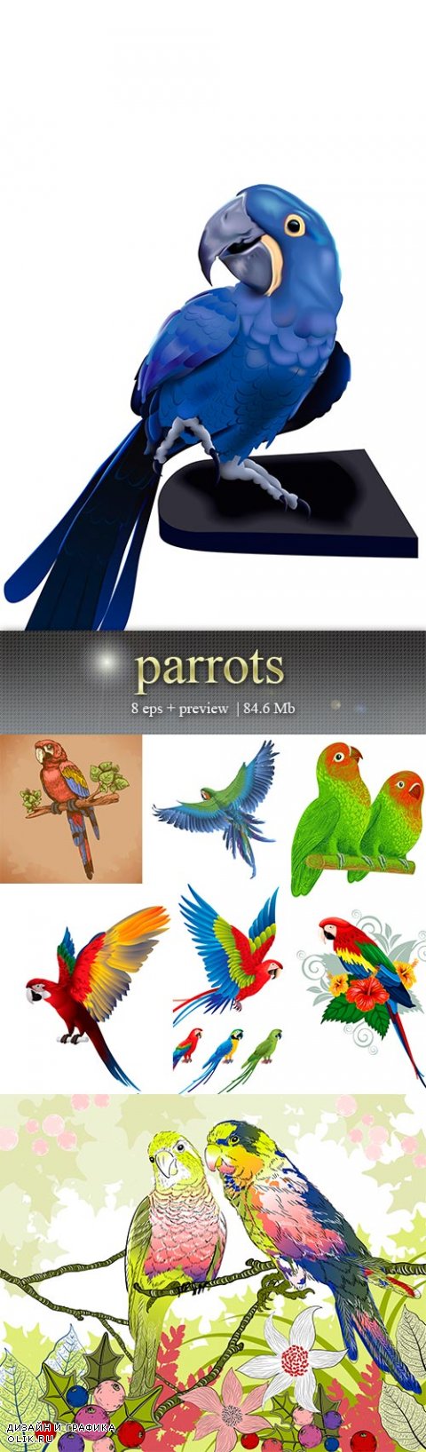 Попугаи – Parrots