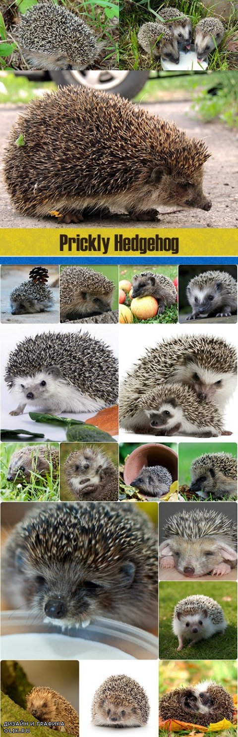 Prickly Hedgehog