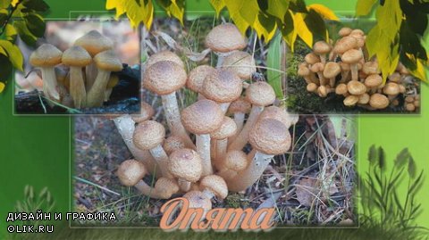 Mushrooms of our forests - Project for Proshow Producer