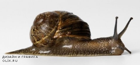 Улитка (брюхоногий моллюск) подборка изображений