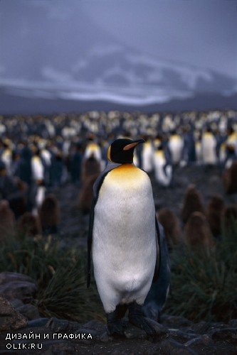 Пингвины Антарктиды (подборка изображений)