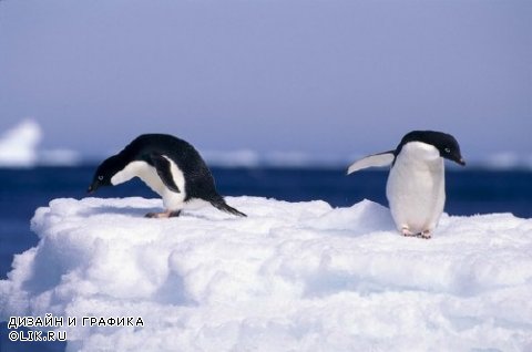 Пингвины Антарктиды (подборка изображений)