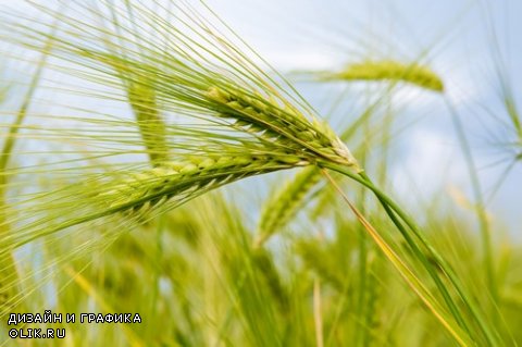 Растровый клипарт - Колосья пшеницы 2
