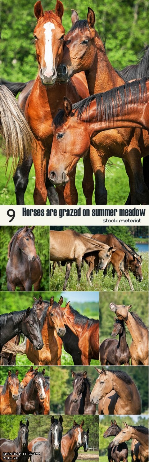 Horses are grazed on summer meadow