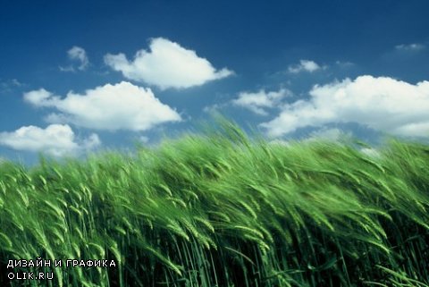 Растровый клипарт - Колосья пшеницы 3