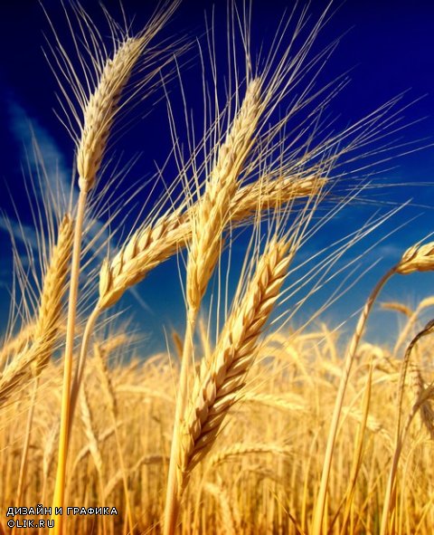 Растровый клипарт - Колосья пшеницы 3