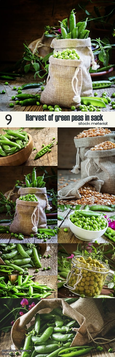 Harvest of green peas in sack