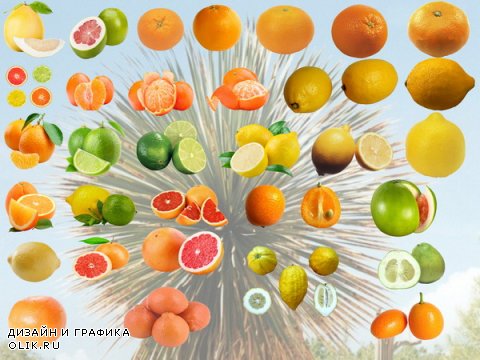 Клипарт Коллекция цитрусовых фруктов