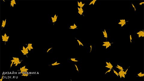 Falling maple leaves on a black background