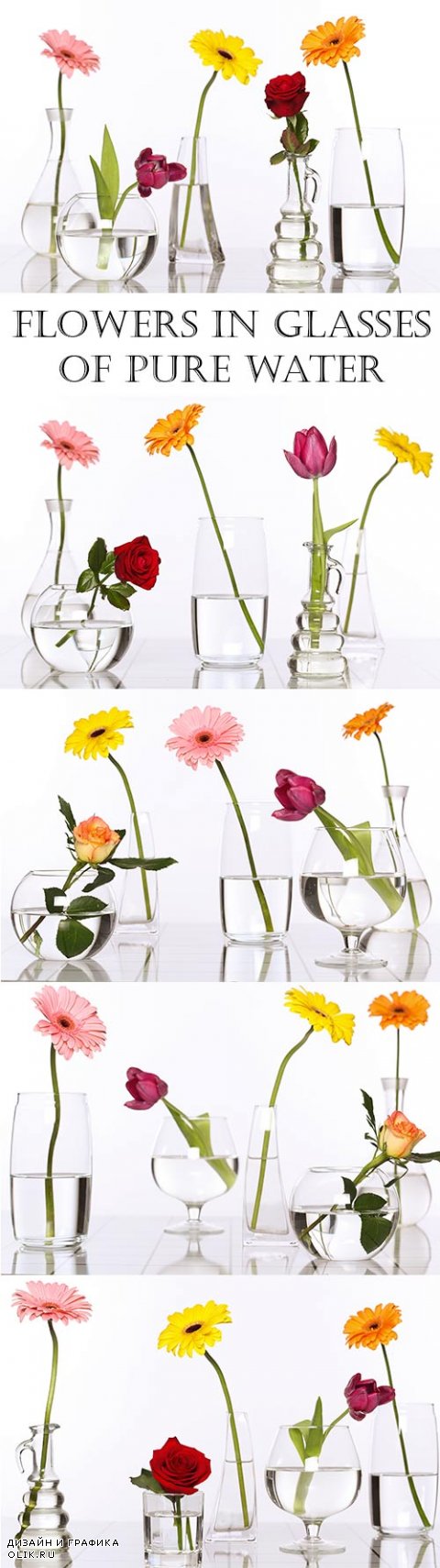 Flowers in glasses of pure water